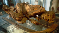 DTAE Mummified Body