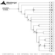 Y-Chromosomal Adam