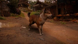 A dog in Ravensthorpe