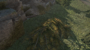 A foliage pile in the Frontier