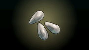 Teardrop Pearl - The rounder and smoother the pearl, the more precious the find