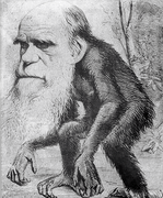 XIX Darwin Caricature