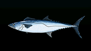 Kingfish - Rarity: Common, Size: Large