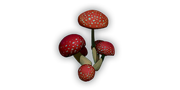 Mushrooms