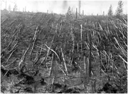 Tunguska trees.jpg (245 KB) Trees knocked over by the explosion
