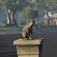 A cat in Victorian London