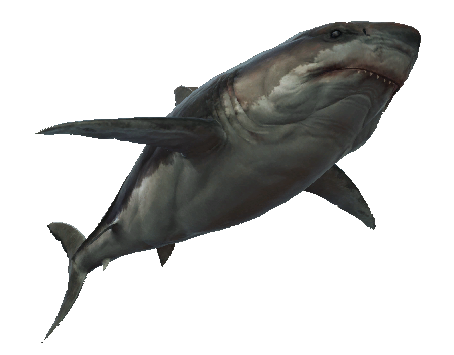 Grand Requin Blanc Wiki Assassin S Creed Fandom