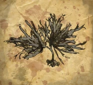 Alghe della Senna, trovate vicino alla vittima.