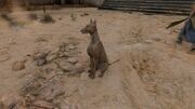 A sitting dog in Egypt