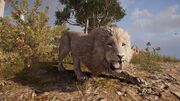 A white alpha lion in ancient Greece