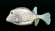 SpottedTrunkfishACP