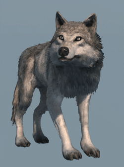 DB Wolf