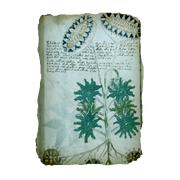 AC4BF Voynich Manuscript - Folio 33v
