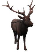 an Elk