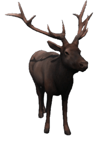 AC3 DB Male Elk