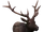 Database: Male Elk