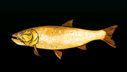 Golden Dorado - Rarity: Common, Size: Large