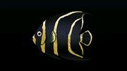 French Angelfish - Rarity: Rare, Size: Medium