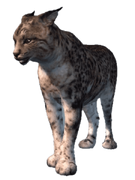 a Bobcat