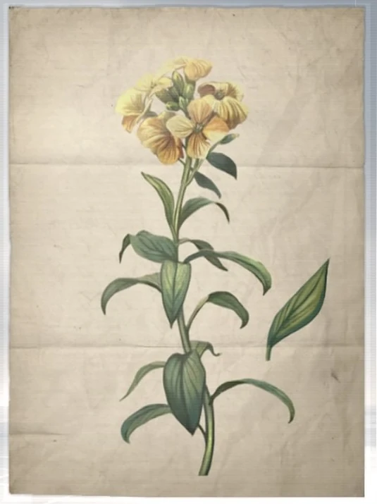 Database Wallflower Assassin's Creed Wiki Fandom