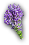 ACOD Lavender.png