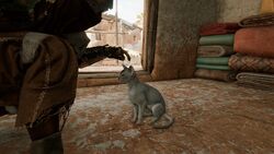 Cat-origins