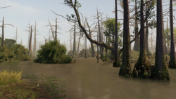 The bayou