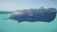 ACOd-whale