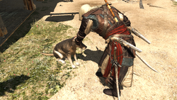 AC4 Edward Dog