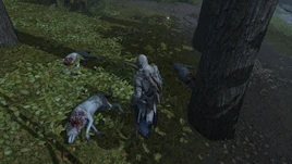 ACIII Le chef de meute 2