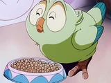Pecora