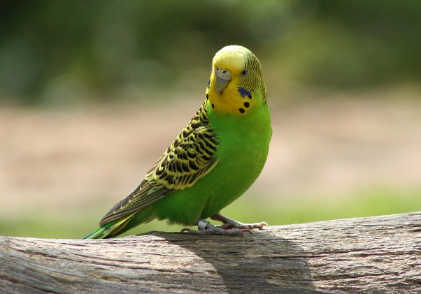 Desktop Wallpapers » Animals Backgrounds » Budgerigar, Aka Parakeet »  www.desktopdress.com