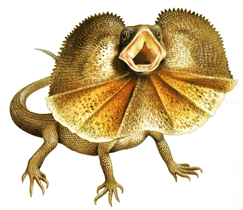 Dragon Lizards Frilled Lizard Facts DK Find Out, 52% OFF