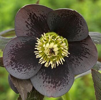 Hellebore