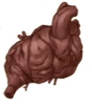 Behemoth Heart