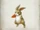 Carrot Bunny