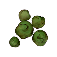 Grass Beans A21