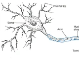 Neuron