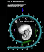 Embryology Wheel