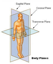 Body planes