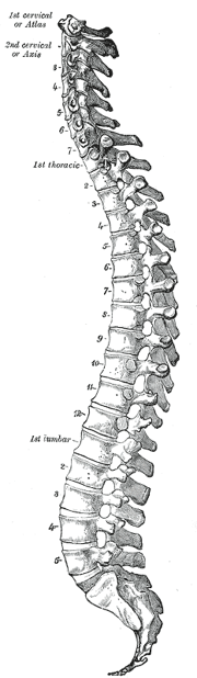 the vertebral column, side view