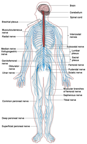 Nervous system