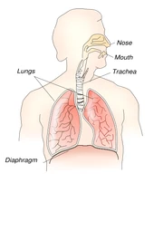 Respiratory System.svg