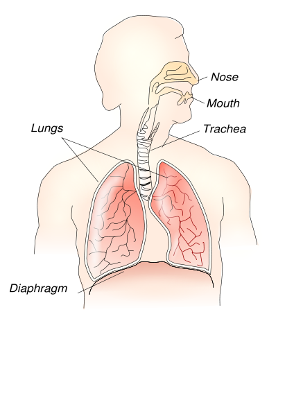 respiratory system diagram labeled with functions