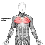 location of the pectoralis major