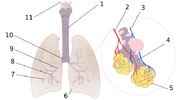 1:Trachea 2:Pulmonary artery 3:Pulmonary vein 4:Alveolar duct 5:Alveoli 6:Cardiac notch 7:Bronchioles 8:Tertiary bronchi 9:Secondary bronchi 10:Primary bronchi 11:Larynx