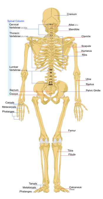 Appendicular skeleton - Wikipedia