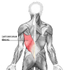 Latissimus dorsi