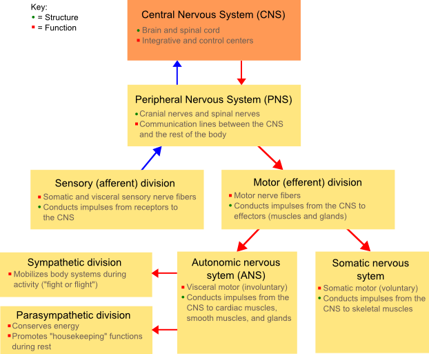 autonomic vs somatic nervous system