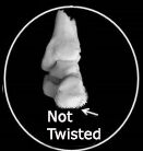 Not Twisted Heel Bone